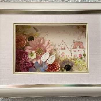 出産祝いの投稿画像一覧 Greensnap グリーンスナップ