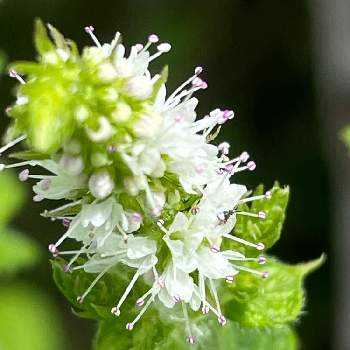 八重葎,白星八重葎,花八重葎,クリバースの画像