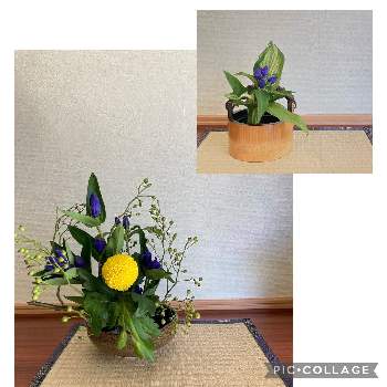 ポンポン菊の画像 by suihoさん | 玄関とリンドウとノバラとポンポン菊と小さく生けるとお花大好き♡とお部屋に花をとリビングインテリアと花のある暮らしとお部屋に花を飾ろうとSいけばな