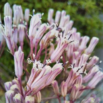 ヤブレガサの投稿画像一覧 Greensnap グリーンスナップ