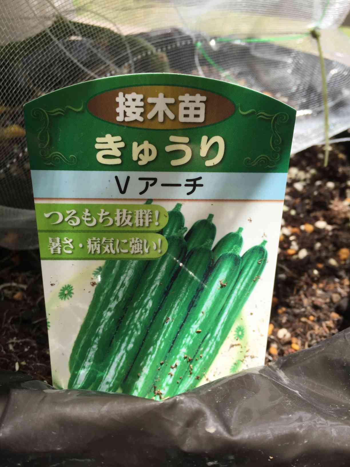 きゅうり、3度目のチャレンジ。｜🍀GreenSnap（グリーンスナップ）