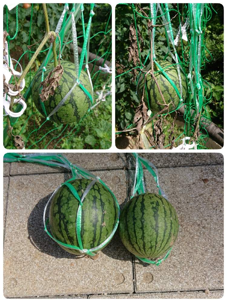 小玉スイカ 姫甘泉の投稿画像 By Arkasさん 家庭菜園と家庭菜園奮闘日記とおうちde菜園 21月7月18日 Greensnap グリーンスナップ