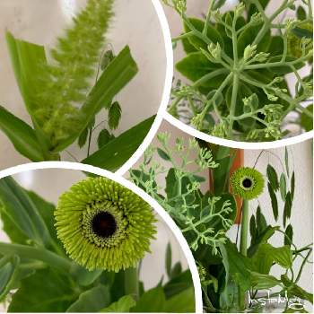 小判草 こばんそう の投稿画像一覧 Greensnap グリーンスナップ