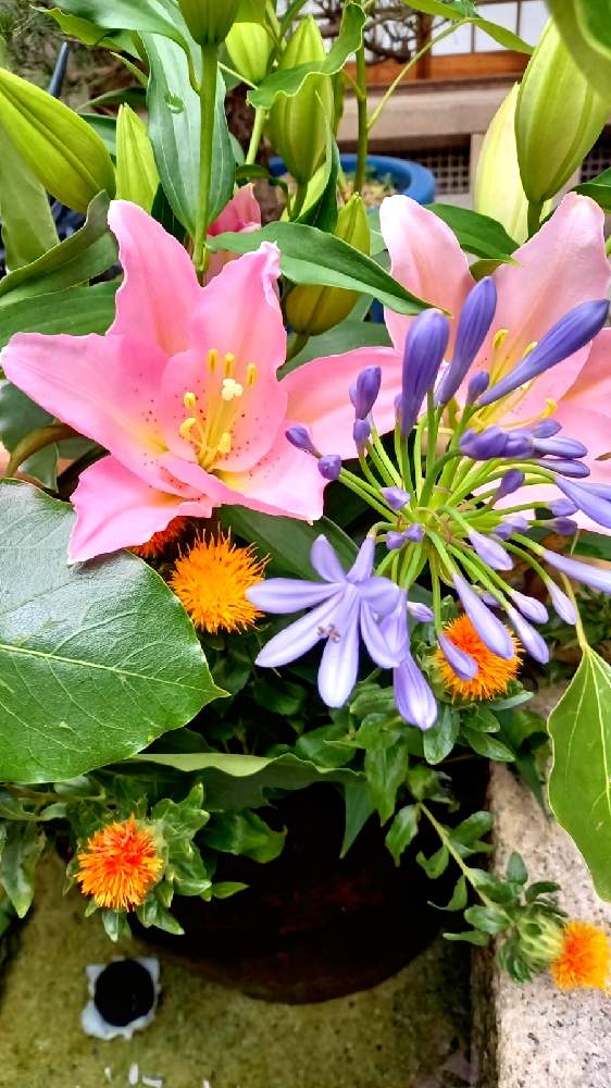 アガパンサスの投稿画像 By さくらさん ベニバナとユリとなつとチーム福岡と花手水 21月7月18日 Greensnap グリーンスナップ