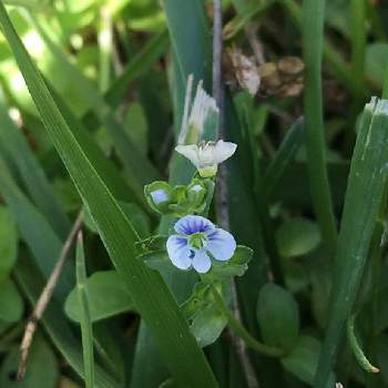 コテングクワガタの投稿画像一覧 Greensnap グリーンスナップ