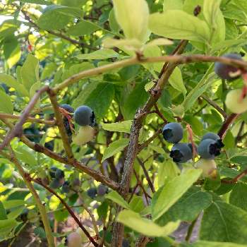 スノキ属の投稿画像一覧 Greensnap グリーンスナップ