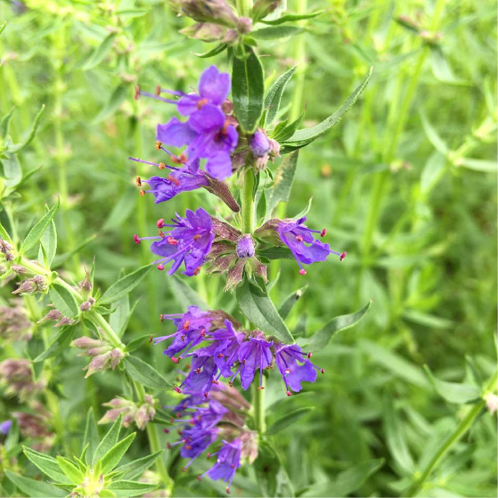 ヒソップの投稿画像 By タラさん ハーブガーデンと手作りの庭とハーブと青紫の花と小花と北海道と紫の花 とメディカルハーブといい香り と田舎暮らしとシソ科とナチュラルガーデンとマイガーデンとハーブのある暮らしと癒しの香りと広い庭と花のある暮らしと花いろいろと