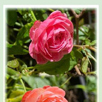 ミニバラ プロポーズの画像 by しぶちゃんさん | 小さな庭とミニバラ プロポーズとﾐﾆﾊﾞﾗ  ﾎﾟﾘｱﾝｻﾛｰｽﾞ ﾚｵﾆｰﾗﾒｯｼｭとネコ好きと花のある暮らしとバラ・ミニバラ