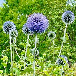 ルリタマアザミ,ルリタマアザミ（エキノプス）,公園,お散歩,屋上庭園の画像