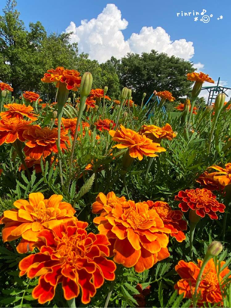 マリーゴールドの投稿画像 By Rinrin さん 今日のお花とかわちいとフレンチマリーゴールドと青い空と白い 雲とお出かけ先と今日のお花とかわちいと青い空と白い雲 21月7月18日 Greensnap グリーンスナップ Greensnap グリーンスナップ
