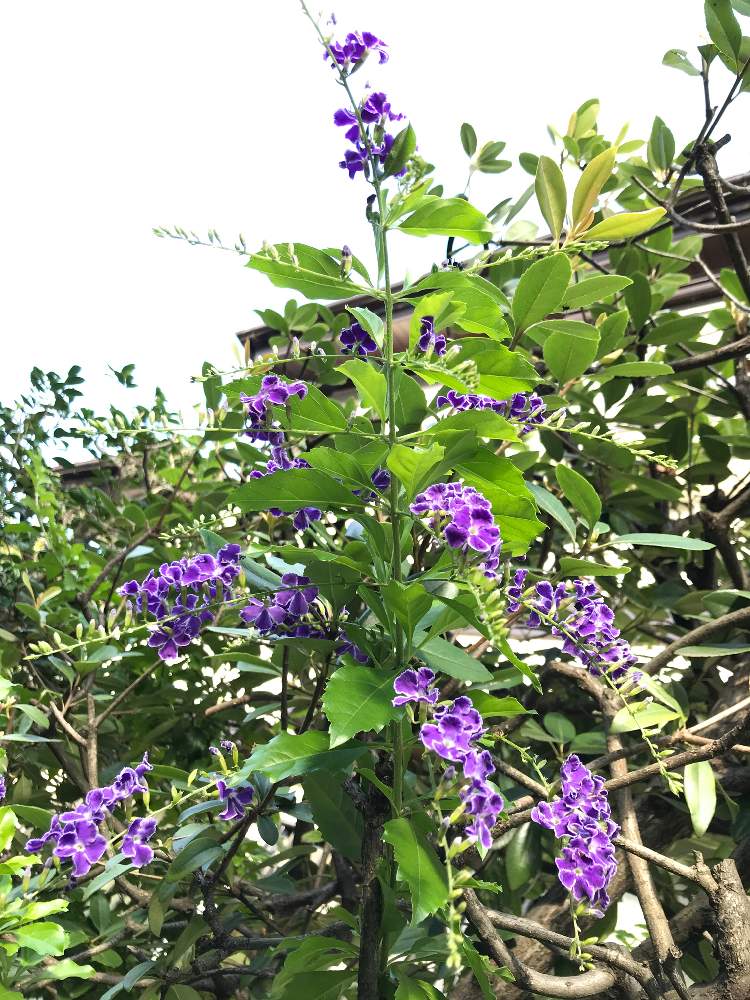 ベランダの投稿画像 By むーたんさん 庭木と庭先と低木とガーデニング 21月7月18日 Greensnap グリーンスナップ