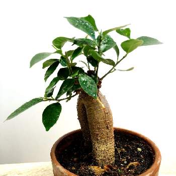 キジムナーの投稿画像一覧 Greensnap グリーンスナップ