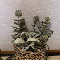 テトラゴナの育て方 日当たりや水やり加減 植え替え方法は Greensnap グリーンスナップ テトラゴナの育て方 日当たりや水やり加減 植え替え方法は Greensnap グリーンスナップ