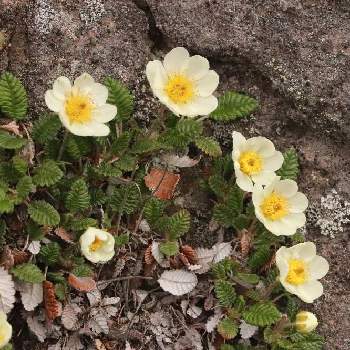 チョウノスケソウの投稿画像一覧 Greensnap グリーンスナップ