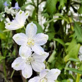 水色の花の投稿画像一覧 Greensnap グリーンスナップ