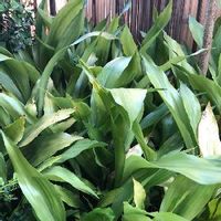 ハランの育て方 植え付けや植え替えの時期は Greensnap グリーンスナップ ハランの育て方 植え付けや植え替えの時期は Greensnap グリーンスナップ