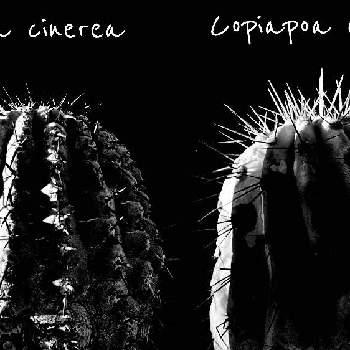 Copiapoa cinereaの画像 by ronさん | Copiapoa cinereaとCopiapoa cinerea var. Giganteaとカクタス広瀬