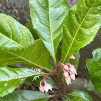 ヤブコウジ 十両 の育て方 植え替えや剪定時期は 花や実をつける方法は Greensnap グリーンスナップ