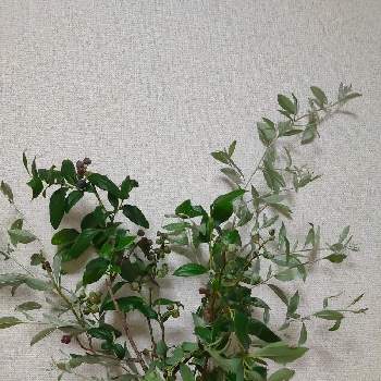 ロシアンオリーブの実の投稿画像一覧 Greensnap グリーンスナップ