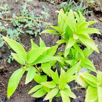 ヒメウツギの育て方 水やりや植え替えの時期 剪定方法は Greensnap グリーンスナップ ヒメウツギの育て方 水やりや植え替えの時期 剪定方法は Greensnap グリーンスナップ