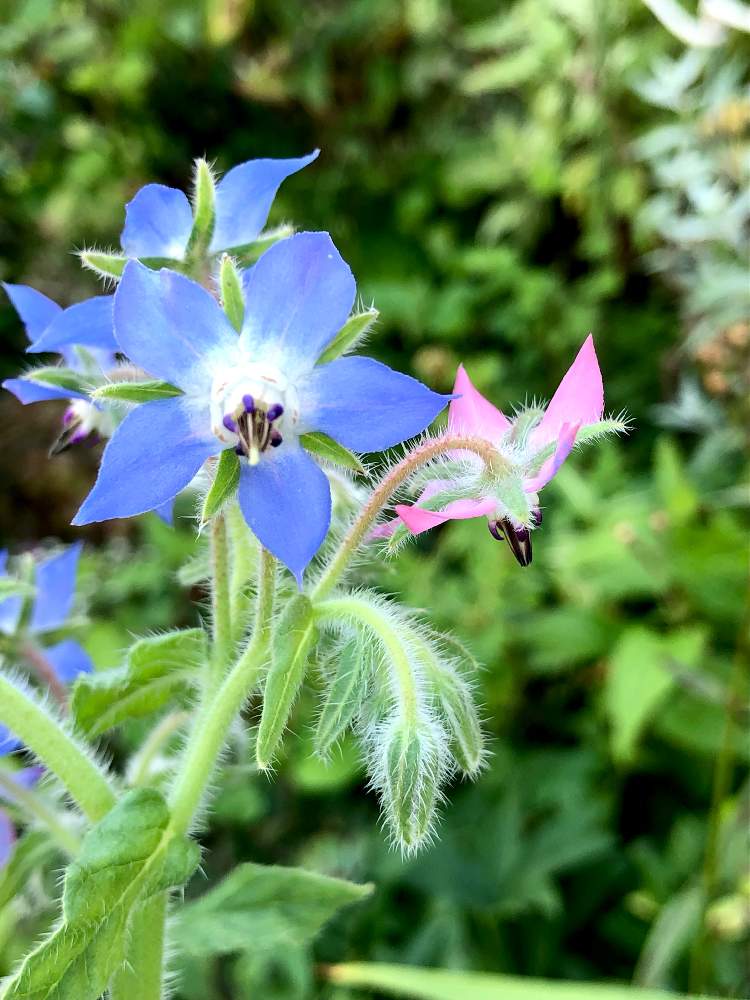 小さな庭の投稿画像 By 花ｔaeさん 山形と種まきときれい色と鉢植えと花のある暮らしと花の時と優しい色とポリジ ハーブと山形と種まき ときれい色と鉢植えと花のある暮らしと花の時と優しい色とポリジ ハーブ 21月7月18日 Greensnap グリーンスナップ