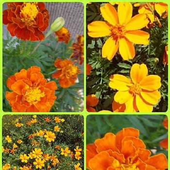 今日も猛暑日の画像 by ぴょんさん | マリーゴールドと黄色のお花♡とだいすきと可愛い❤と綺麗なお花❤と今日も猛暑日と暑いね〜と今日のお花と散歩とオレンジ色と近所と好みの色と花のある暮らし