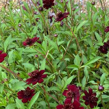 チョコレートコスモス チョカモカ Proven Winners Pw ガーデニング 園芸 花苗 低木 多肉植物 花 植物