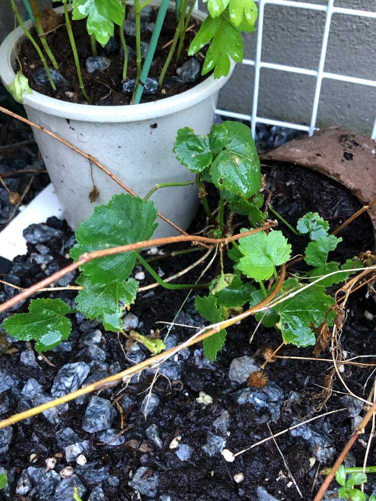 アオイ科マルバストラム属マルバストラム｜🍀GreenSnap（グリーン