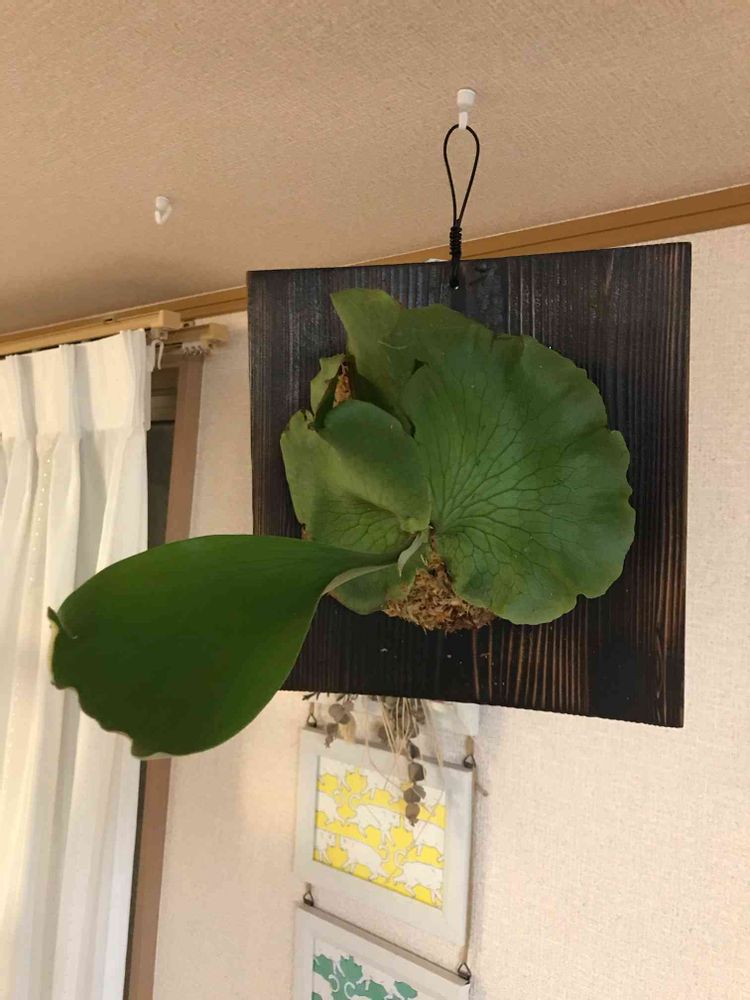 ビカクシダ エリソティスとグランデの板付｜?GreenSnap（グリーン 