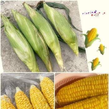 トウモロコシの投稿画像一覧 Greensnap グリーンスナップ
