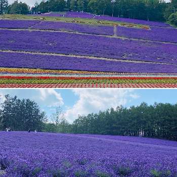 ラベンダー畑の画像 by ＊sakusako＊さん | お出かけ先とラベンダーと癒しと富良野とラベンダー畑と花のある暮らしとかわいいな♡
