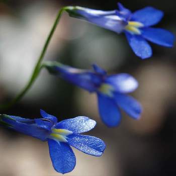春の花たちの投稿画像一覧 Greensnap グリーンスナップ