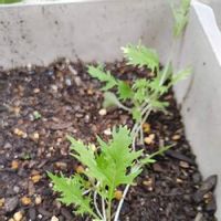 水菜の育て方 種まき時期や日当たり加減は ベランダや室内でも栽培できる Greensnap グリーンスナップ 水菜の育て方 種まき時期や日当たり加減は ベランダや室内でも栽培できる Greensnap グリーンスナップ