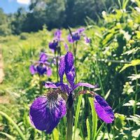 アヤメ 菖蒲 の育て方 球根の植え方や植え替え時期は Greensnap グリーンスナップ アヤメ 菖蒲 の育て方 球根の植え方や植え替え時期は Greensnap グリーンスナップ
