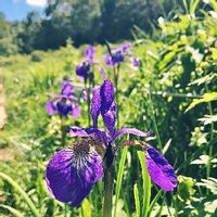 アヤメ 菖蒲 の育て方 球根の植え方や植え替え時期は Greensnap グリーンスナップ