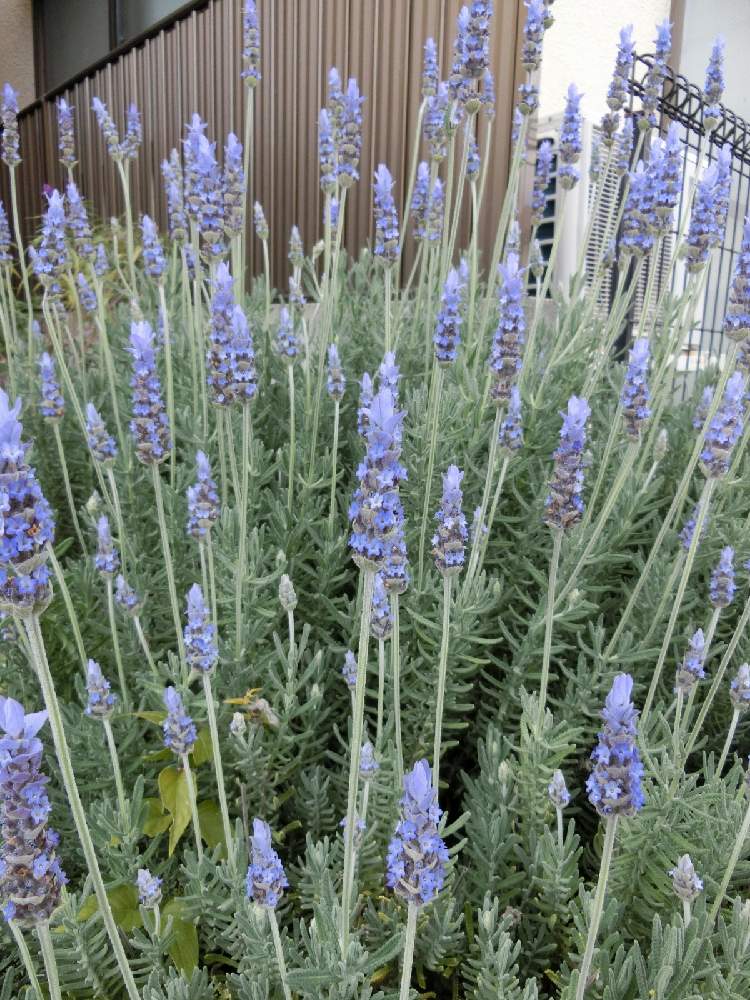 ラベンダーの投稿画像 By Kevinさん ポプリ とハーブ大好きと素敵 と癒しと紫色の花とgs映えとアフリカ原産と今日のお花とハーブとハーブのある暮らしと今日の花とお花大好き と可愛いと花のある暮らしとかわいいと ラベンダーと青い花マニアときょうのお花とヨーロッパ