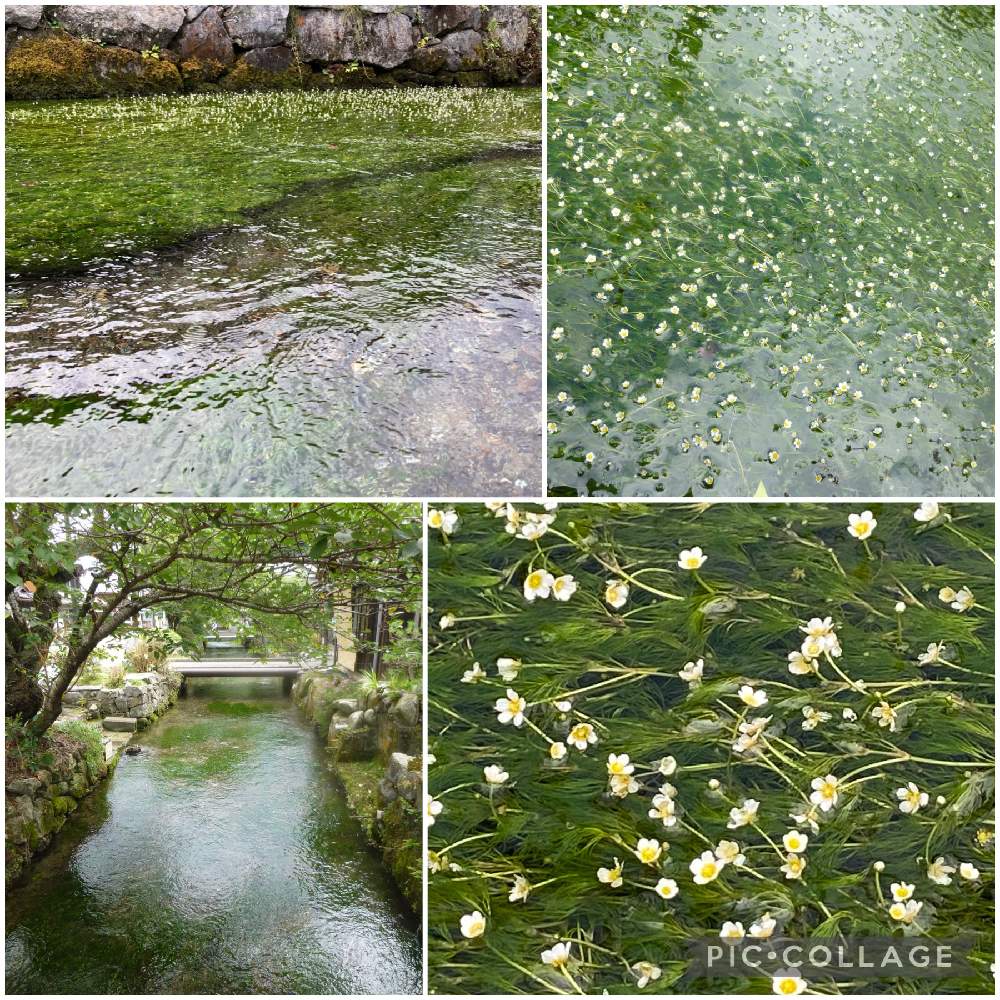 梅花藻の投稿画像 By はるらららさん おはようございますと醒ヶ井と水中花とお出かけ先と水生植物とおはようございますと醒ヶ井と水中花と水生植物 21月7月19日 Greensnap グリーンスナップ Greensnap グリーンスナップ