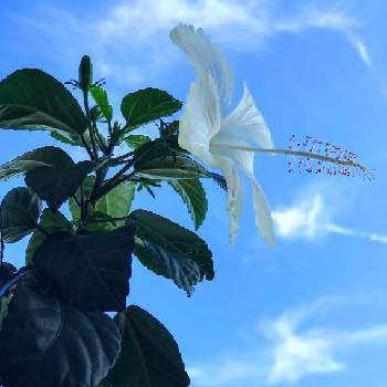 ハイビスカス常夏の香りの画像 by 京紫さん | ハイビスカスホワイトバタフライと夏の花とハイビスカス常夏の香りとおうち園芸と ハイビスカスと青空と植物❤︎と❥植物❥空模様❥コラボ❥と白い花といやし♪と青空とiPhone撮影とハイビスカス-2021