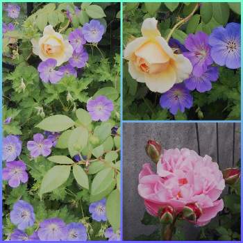 ピンクのミニバラの画像 by フレンチトーストさん | エントランスとフリルのバラと玄関でお出迎えと楽しみ♡とばら大好きとバラと宿根草の咲く庭と緑のある暮らしと香りのあるバラとピンクのミニバラと宿根草♪とバラのある庭ときれい✨と黄色のバラと玄関先