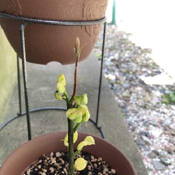 水耕栽培から土への投稿画像一覧 Greensnap グリーンスナップ