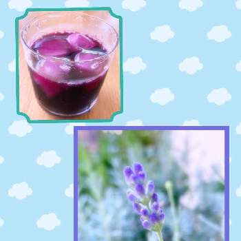 ラベンダー大好きの画像 by lavenderの香りさん | 小さな庭とラベンダー大好きと育てた野菜でお料理