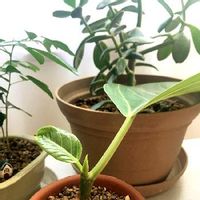 ゲッキツ シルクジャスミン の育て方 室内で育てる方が良い 剪定は必要 Greensnap グリーンスナップ ゲッキツ シルクジャスミン の育て方 室内で育てる方が良い 剪定は必要 Greensnap グリーンスナップ