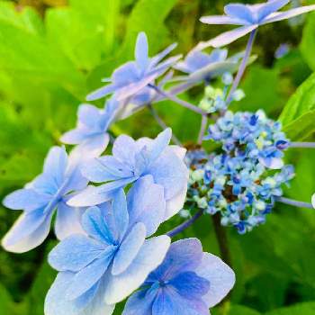 今朝の１枚の画像 by のばらさん | 広い庭と紫陽花♡とおはようと❤️M.family❤️と今朝の１枚と福島からのエール