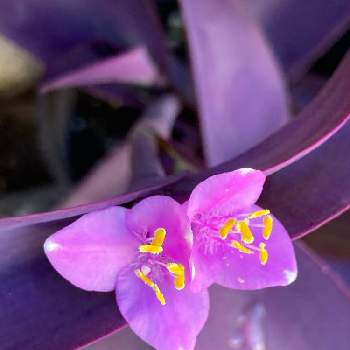ムラサキゴテン(紫御殿)の画像 by manabeさん | 小さな庭とムラサキゴテン(パープルハート)とムラサキゴテン(紫御殿)とムラサキ色がキレイとハートの形とパープル　紫と挿し芽から育てる