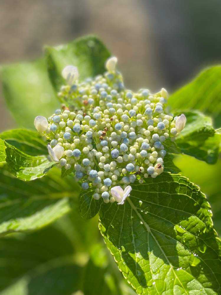 紫陽花・アナベル挿し木からの成長｜🍀GreenSnap（グリーンスナップ）