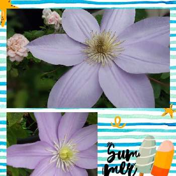 クレマチス白馬の投稿画像一覧 Greensnap グリーンスナップ