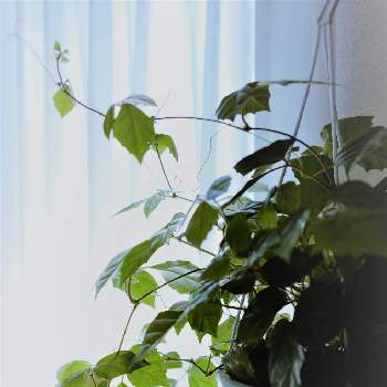 グレープアイビーの画像 by hiLa-ya hilaryさん | 部屋とグレープアイビーと観葉植物とインテリアグリーン