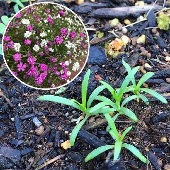 ジプソフィラの投稿画像一覧 Greensnap グリーンスナップ