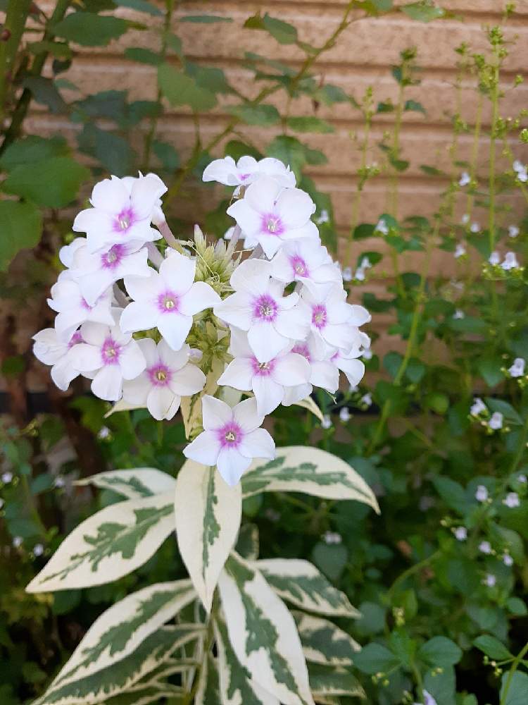 半日陰の投稿画像 By Bluemoonさん 花壇とおうち園芸と植えっぱなしと宿根草 とガーデニングと花のある暮らしと庭の宿根草と宿根フロックス 21月7月19日 Greensnap グリーンスナップ