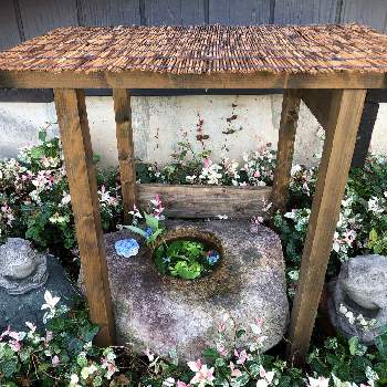 手水鉢の投稿画像一覧 Greensnap グリーンスナップ